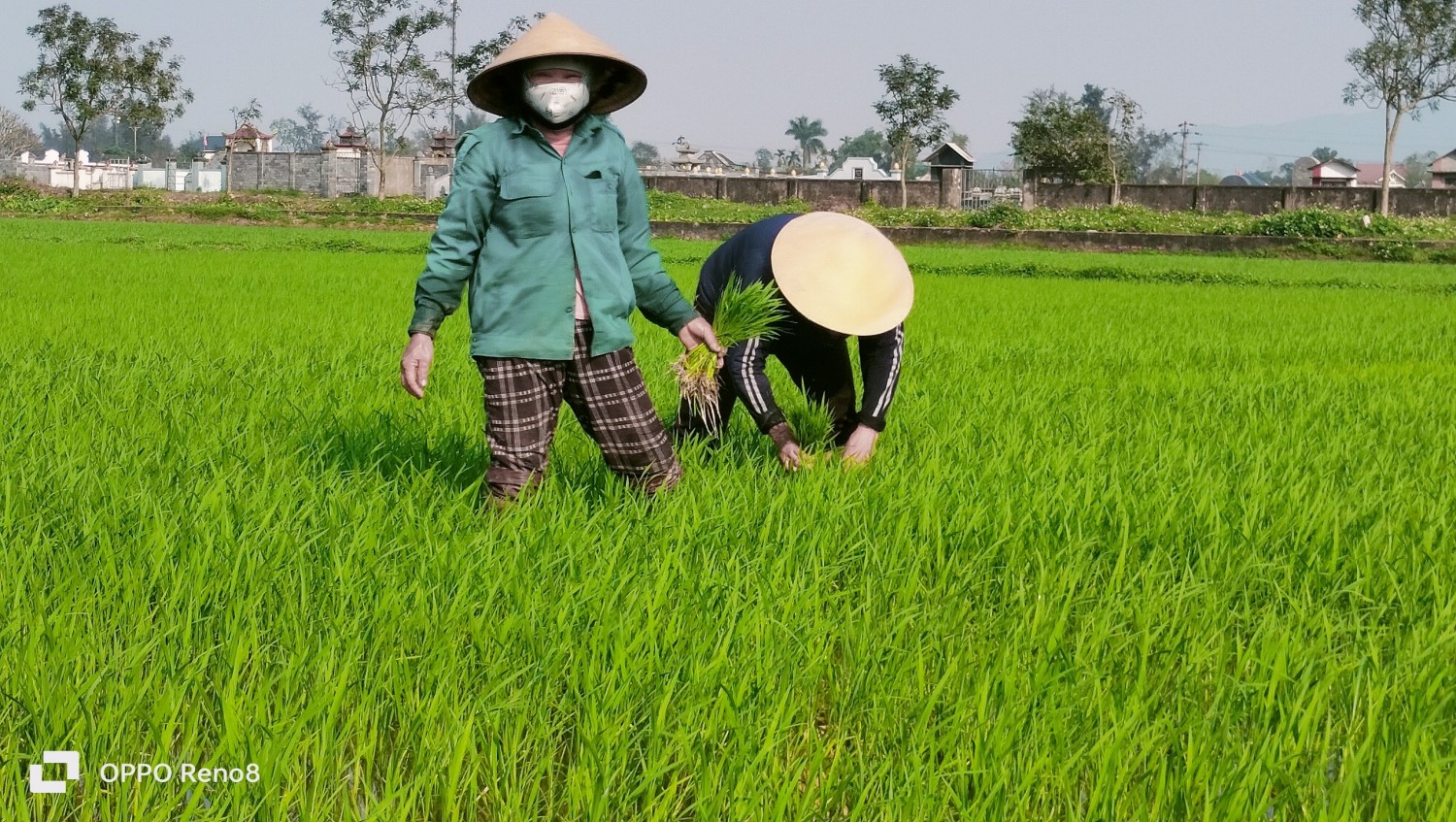 Xã Phù Lưu:  Công tác chăm sóc, phòng trừ sâu bệnh các diện tích lúa vụ xuân năm 2024.